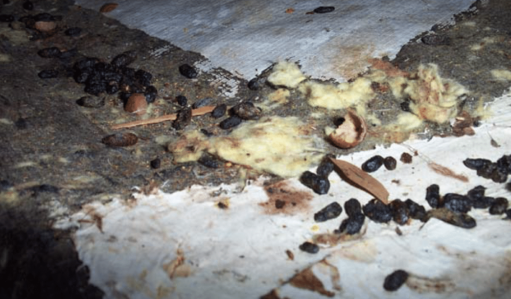 Puget Sound Rodent Proofing & Cleanup Services EnviroSmart Solution