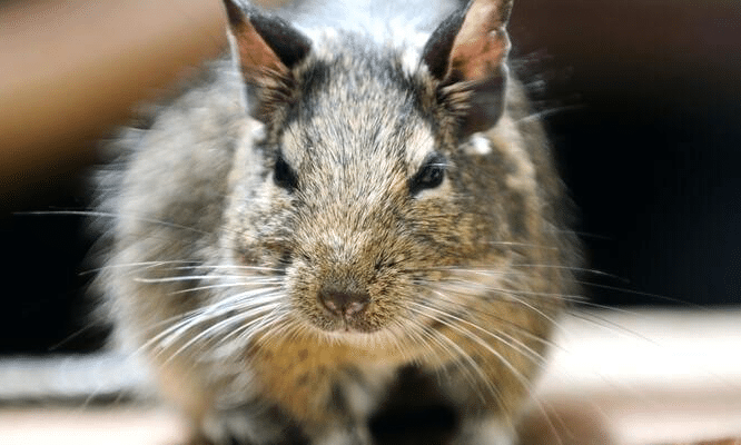 Rodents & pests - EnviroSmart Solution