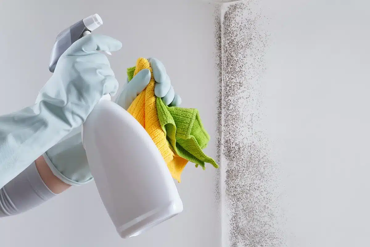 How to Get Rid of Mold in a Crawl Space