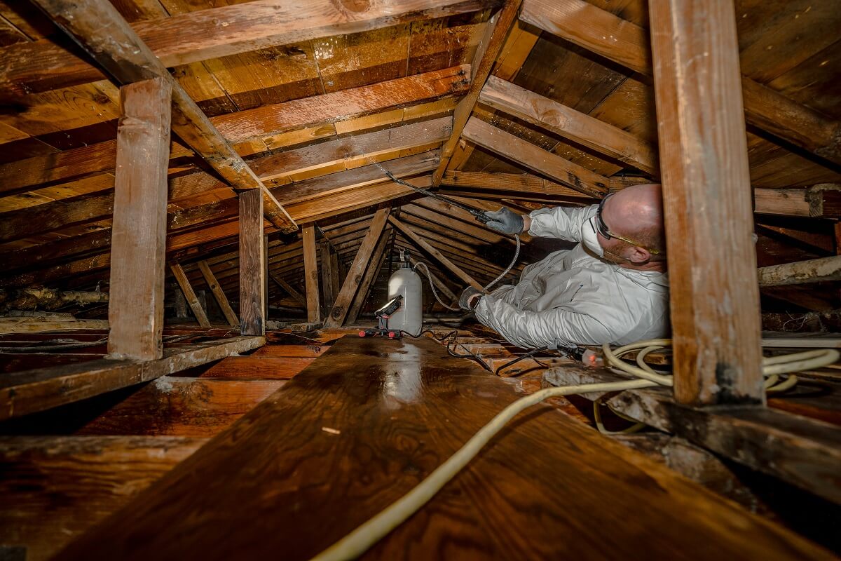 Mold attic