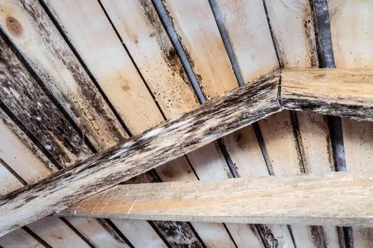 Rotting due to humidity and growth of molds wooden roof structures
