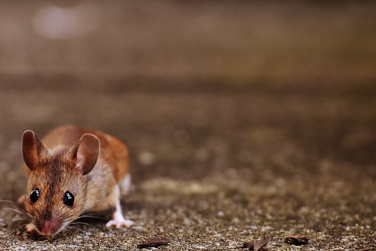 How To Keep Mice Out of Crawl Space ESS Company