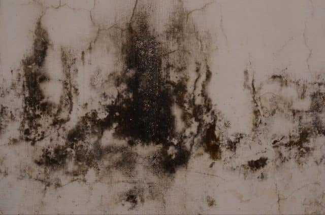 Black mold growing on a wall