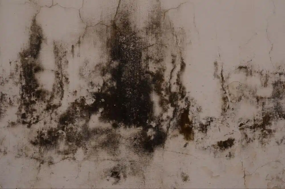 What Does Black Mold Smell Like? Mold & Mildew Recognition ESS Company
