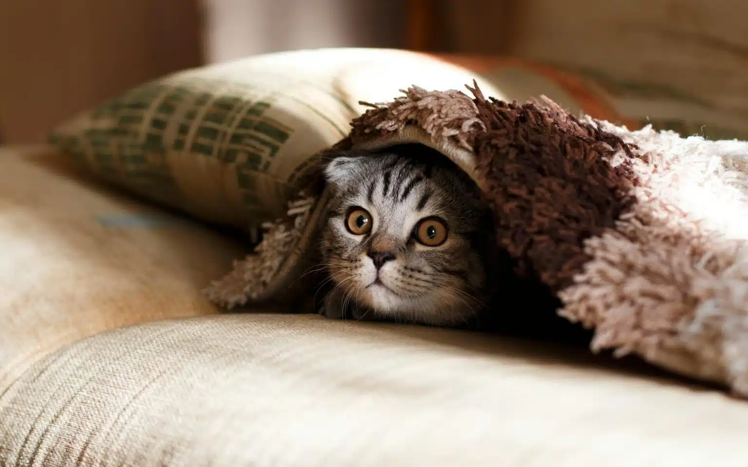 My House Smells Like Cat Pee But I Can’t Find It ESS Company
